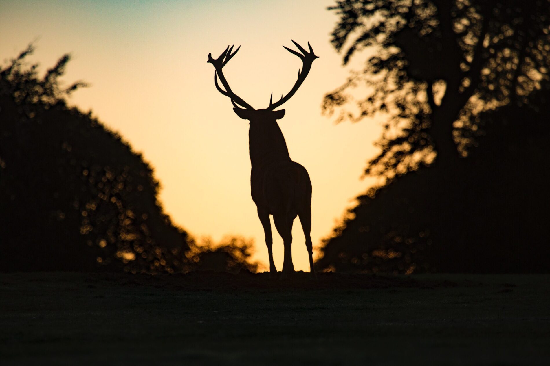 What Does A Deer Symbolize In Christianity