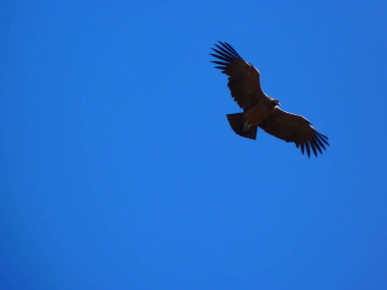 What do vultures represent in the Bible? 17 biblical meanings