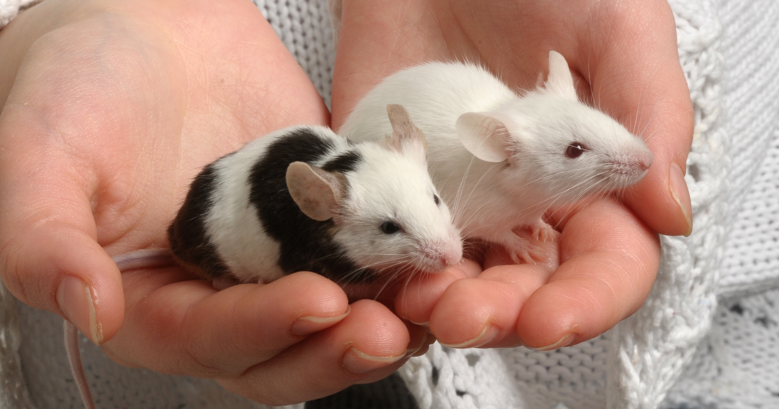 What's the spiritual meaning of mice in dreams 10 key meanings